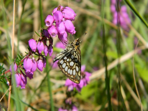 13_LTB_23072026 | 1 - Parc naturel régional et Géoparc Normandie-Maine