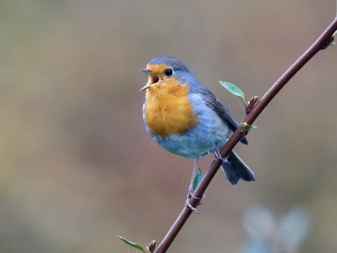 03_EP_21042026©Thibaut_Desfours | Thibaut_Desfours