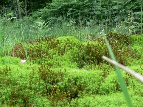 Tourbière de Commeauche | Conseil départemental de l'Orne