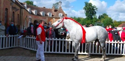 visuel-percheron-siteweb_66f40f7b2c4fa | Haras