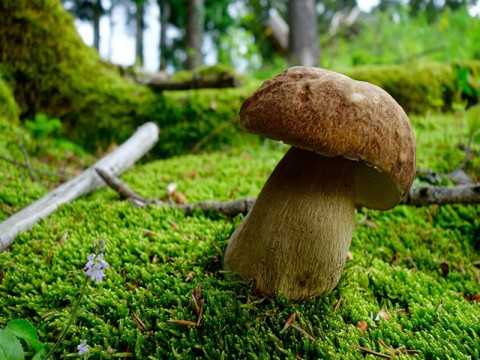 bagnoles-orne-champignons-cepe-foret-nature-campagne-adobestock-2 | Bagnoles de l'Orne Tourisme