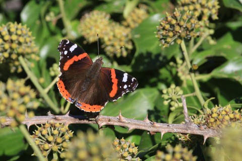 2026.08.05_Dame_Nature_Vulcain_credit_Michel_JARDIN | Michel Jardin 