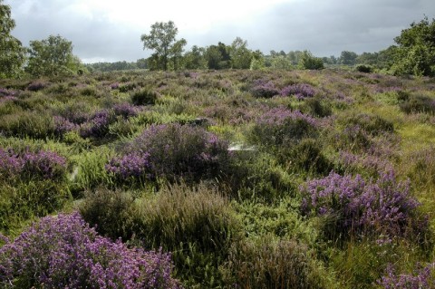 vaudobin.paysage_D.COMMENCHAL | D.COMMENCHAL