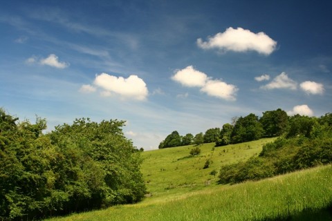 Coteau_Champs genêts©J-E Rubio | J-E RUBIO