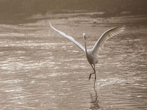 Les-oiseaux-du-marais- | B.Gillot
