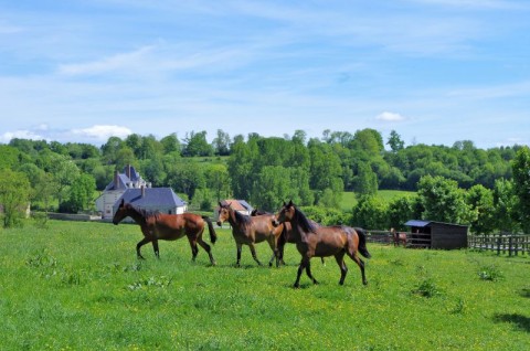 Randonnée pédestre à Merlerault-le-Pin | Alain MARTIN
