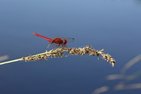 Crocothemis écarlate_Etang_LeGrais_C.AUBERT | C. AUBERT