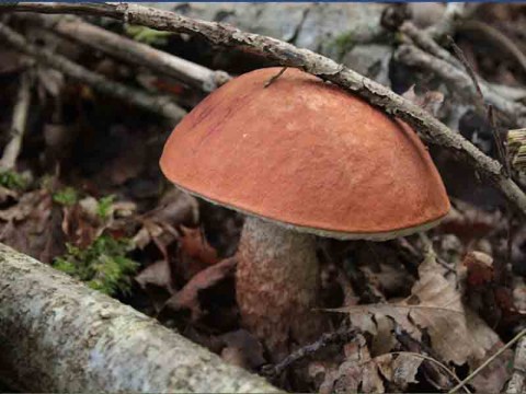 Champignons @F.Demeule 800x 600 | ©F.Demeule