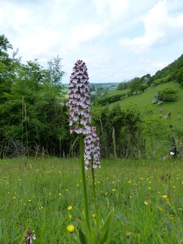 Orchidée_Coteau Champ Genet | Conseil départemental de l'Orne