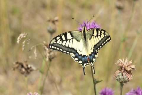 Papillon_Coteau_Bandonnière_C.AUBERT | C. AUBERT
