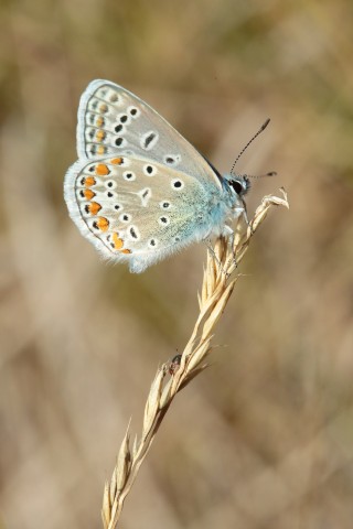 Papillon_Coteau_Bandonnière_C.AUBERT_2 | C. AUBERT