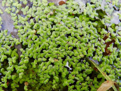 Lemna-minor-7--Klein-kroos--Saxifraga-Rutger-Barendse | CPIE 61