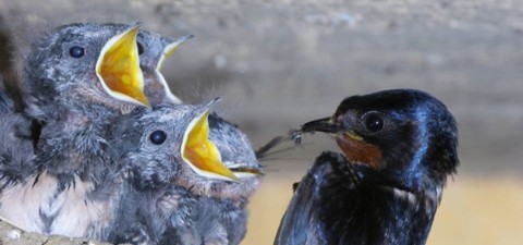 Photographie d'oiseaux | Jacques Rivière