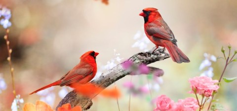 Oiseaux | Médiathèque-ludothèque Bellou en Houlme