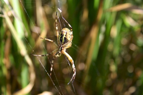 sortie-araignee-web-2 | Béa Gillot
