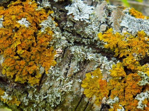 lichens | pixabay