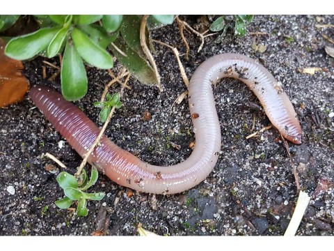 Lumbricus-terrestris 800--Grote-blauwkopworm--Saxifraga-Ben-Delbaere | Ben DELBAERE