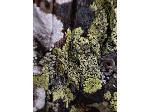 BIODIVERSITE-Risocarpon-geographicum-800-MJ | Manon JEAN