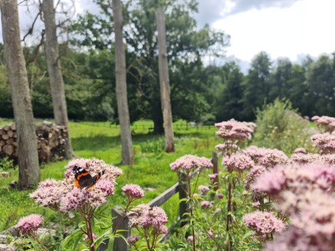 ANIM-AVENTURES-FLEURS-INSECTES-MRC_(22) (5) 800 | @CPIE Collines Normandes