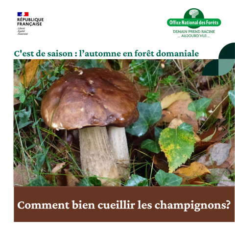 Copie de C'est de saison : automne Insta - 1 | https://www.onf.fr/vivre-la-foret/+/2dd8::la-saison-des-champignons-demarre-en-n