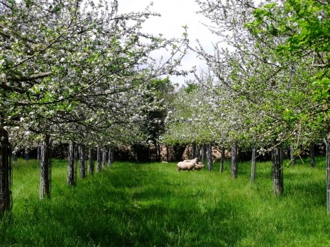 bagnoles-orne-pom-producteur-cidre-terroir-pomme-jus-savoir-faire-visite-ferme-verger | Bagnoles de Pom