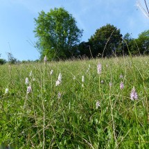 Le Coteau de la Butte | © CD 61