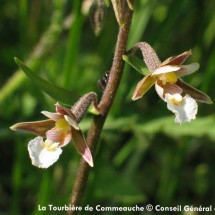 La Tourbière de la Commeauche | © Conseil Général de l'Orne