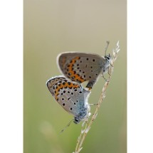 Les Landes du Tertre Bizet | Les Landes du Tertre Bizet © Jcrocis