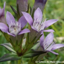 Le Coteau du Mont Chauvel | © CFEN