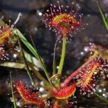Les Petits Riaux | © JE Rubio