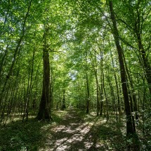 La Forêt de Bourse | D. Commenchal