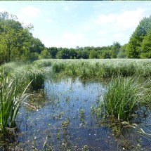 Etang du Perron | © CD 61
